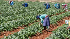 Ethiopian Technique Could Be Key to Sustainable Farming for a Hungry World